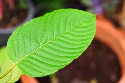 Quality Kratom Providers Worth Considering